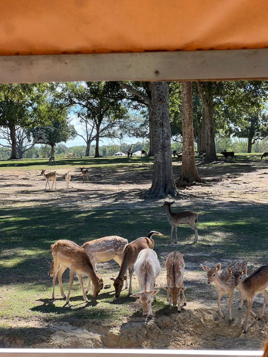 suzettlizardi's tweet photo. Visiting the zoo allows me to connect with nature and observe animals up close. https://t.co/q2TFjmjhef