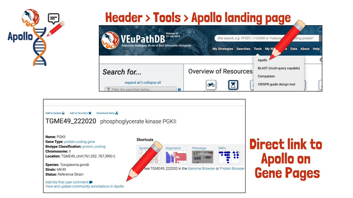 How do you access the #Apollo tool on @VEuPathDB? Look for the Apollo landing page (full of info!) under the Tools menu in the Header.

If you search for your favorite gene, the gene page contains a direct link to view/ update the gene annotation in Apollo.