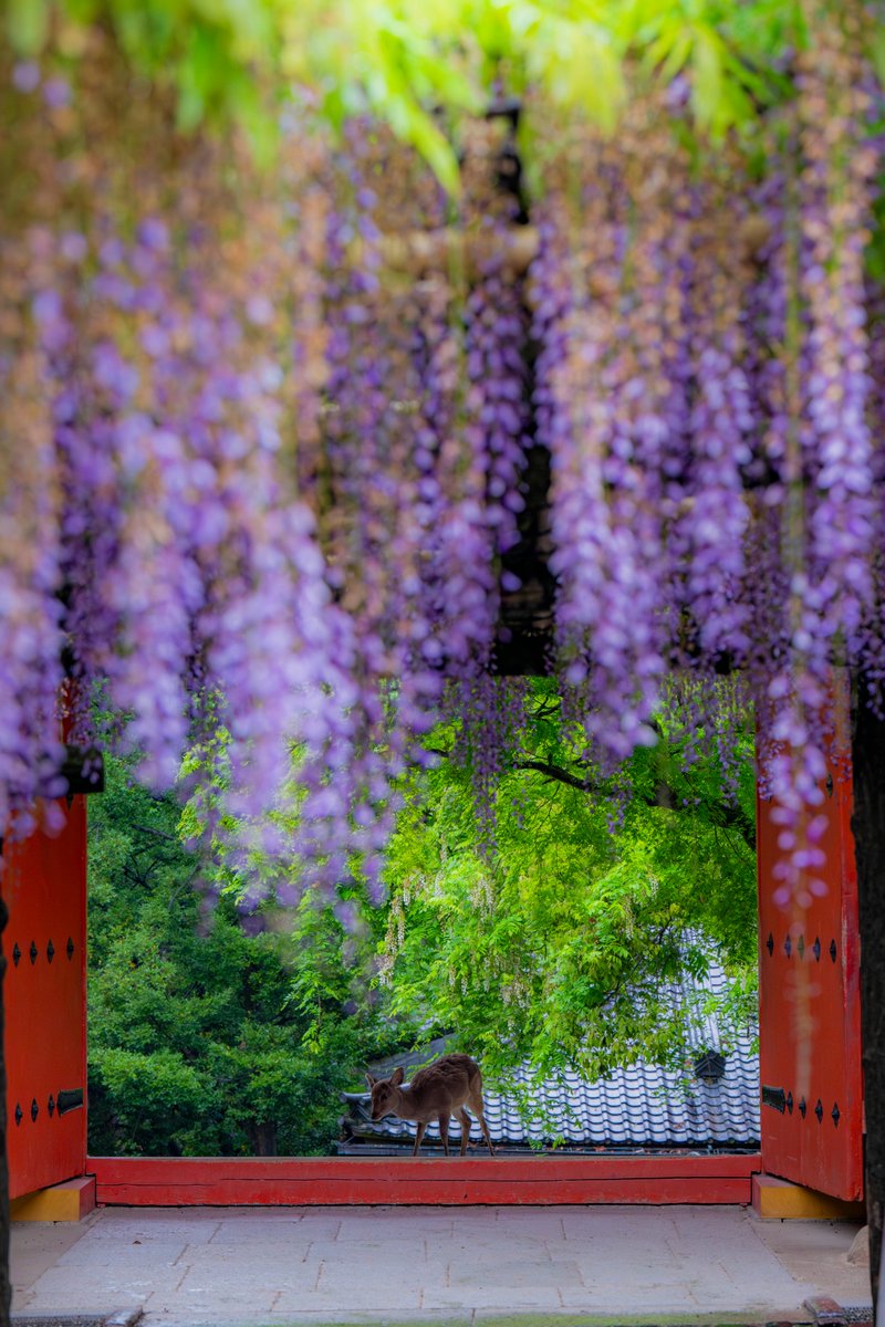 春日大社の藤

巫女さんの出勤時間に撮影してみました

#奈良　
#春日大社　
#藤　
#鹿　
#巫女