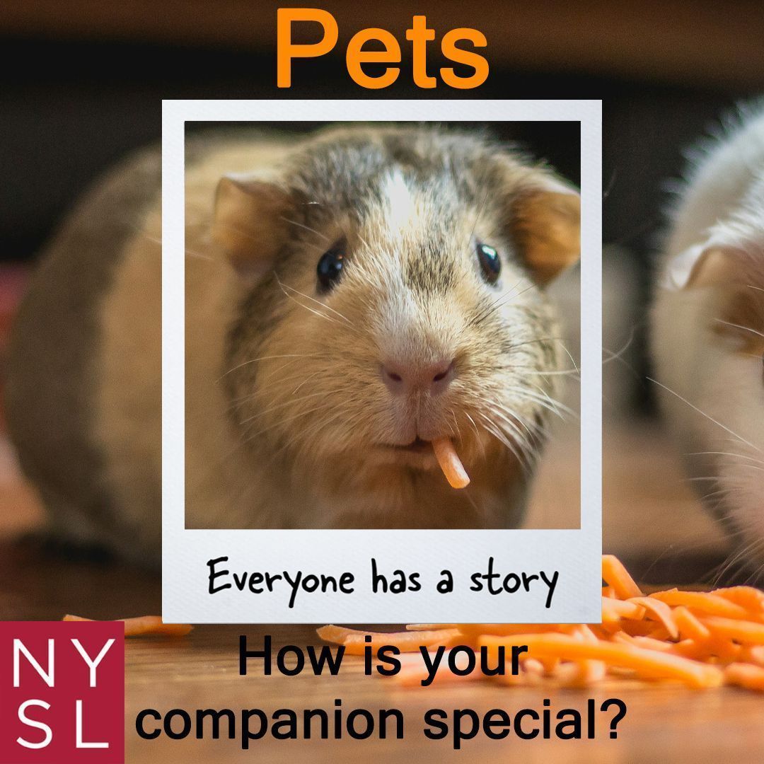 May is National Pet Month. Do you have a fuzzy friend that keeps you company? Share what makes your companion special! Share your story! Upload items at: buff.ly/3QsMKUN #PersonalHistoryInitiative #PersonalHistory #NewYorkState #SocialHistory #TellYourStory #Pets