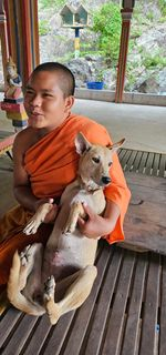 Rappelez-vous, en 2023 au Cambodge, Michael a sauvé 5 chiens en route vers un abattoir Des moines les ont recueillis dans leur temple et nous les aidons pour la nourriture et les médicaments Ils ont depuis accueilli d'autres chiens et chats Merci pour eux linktr.ee/MichaelChourFr…