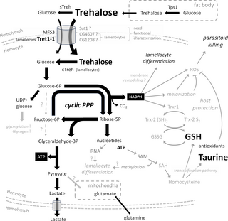 Glucose and trehalose metabolism through the cyclic pentose phosphate pathway shapes pathogen resistance and host protection in Drosophila dlvr.it/T6bM9C @PLOSBiology