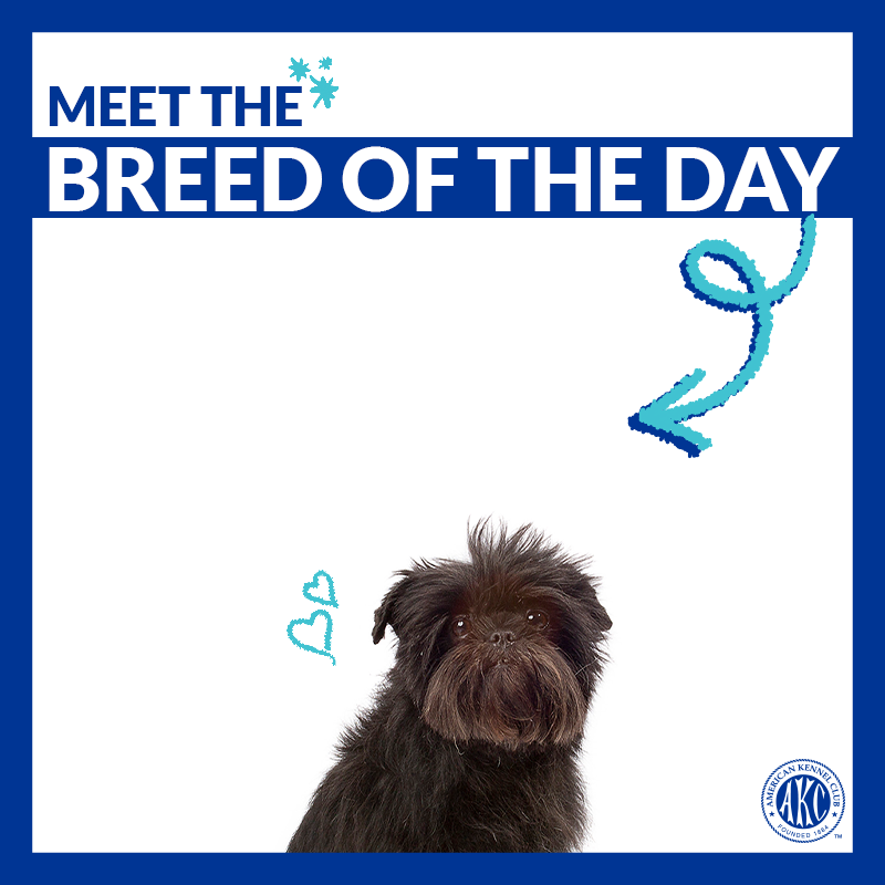 Confident, famously funny, and fearless. Meet the Affenpinscher → bit.ly/2FDuB1z #ThisisAKC