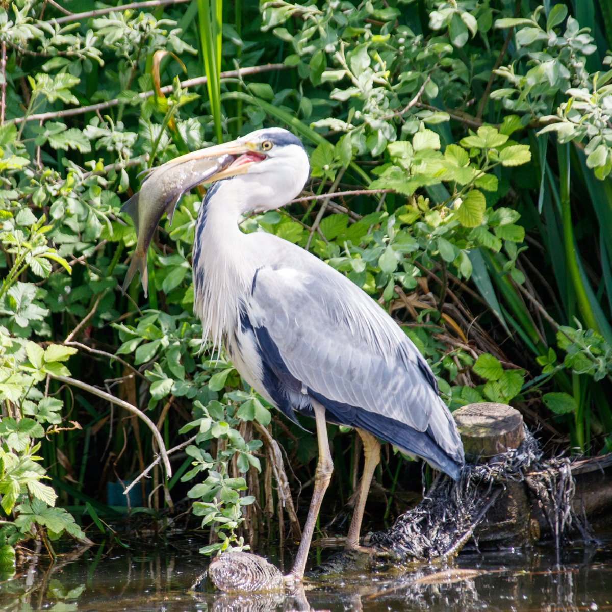 He's putting the local fishermen to shame, #heron with his lunch today on #DudleyNo2Canal. #BoatsThatTweet #KeepCanalsAlive #LifesBetterByWater #FundBritainsWaterways #BCN #BCNS #WildlifePhotography #BoatLife @canalrivertrust @CRTWestMidlands  waterways.photography