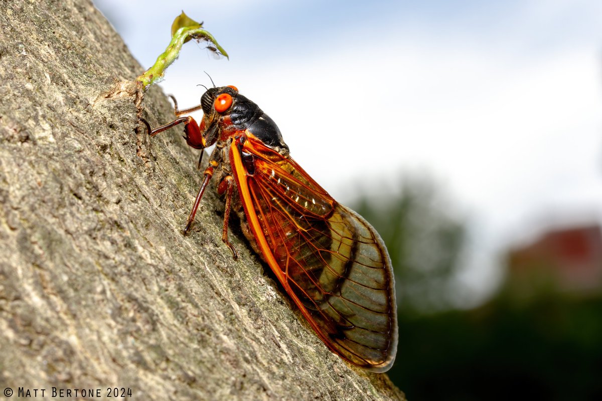 And here's Riley's 13-year #cicada (#Magicicada tredecim), the more common, larger species. It has more extensive orange on the belly and an orange stripe between the eye and wing base. x.com/Bertonemyia/st…