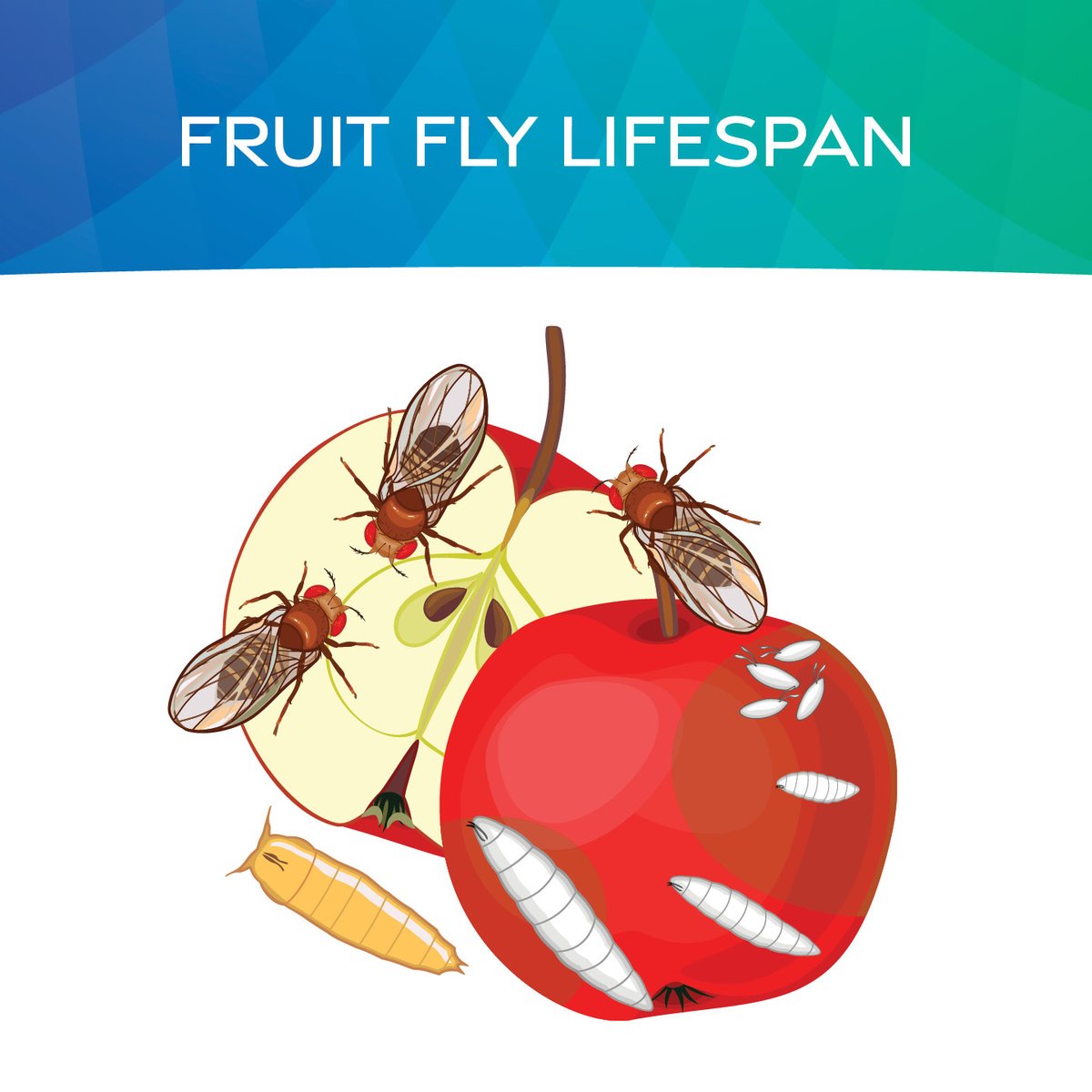 JTEatonCompany's tweet image. A minor fruit fly issue can escalate into a significant problem! It only takes around a week from eggs being laid for fruit flies to hatch and reach adulthood. The total lifespan of a fruit fly is under 50 days!

#FruitFlyControl #FruitFlySolution #PestControl