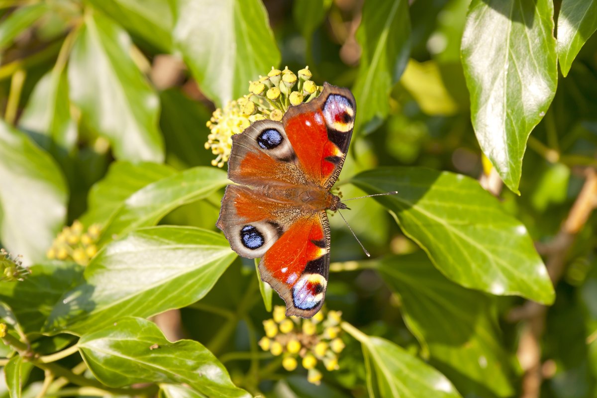The UK is home to 50+ butterfly species, many under threat from habitat loss. We're working with Butterfly Conservation to improve habitats for rare butterflies. 🦋 Find out more👇 ow.ly/JAKU50RnQe1