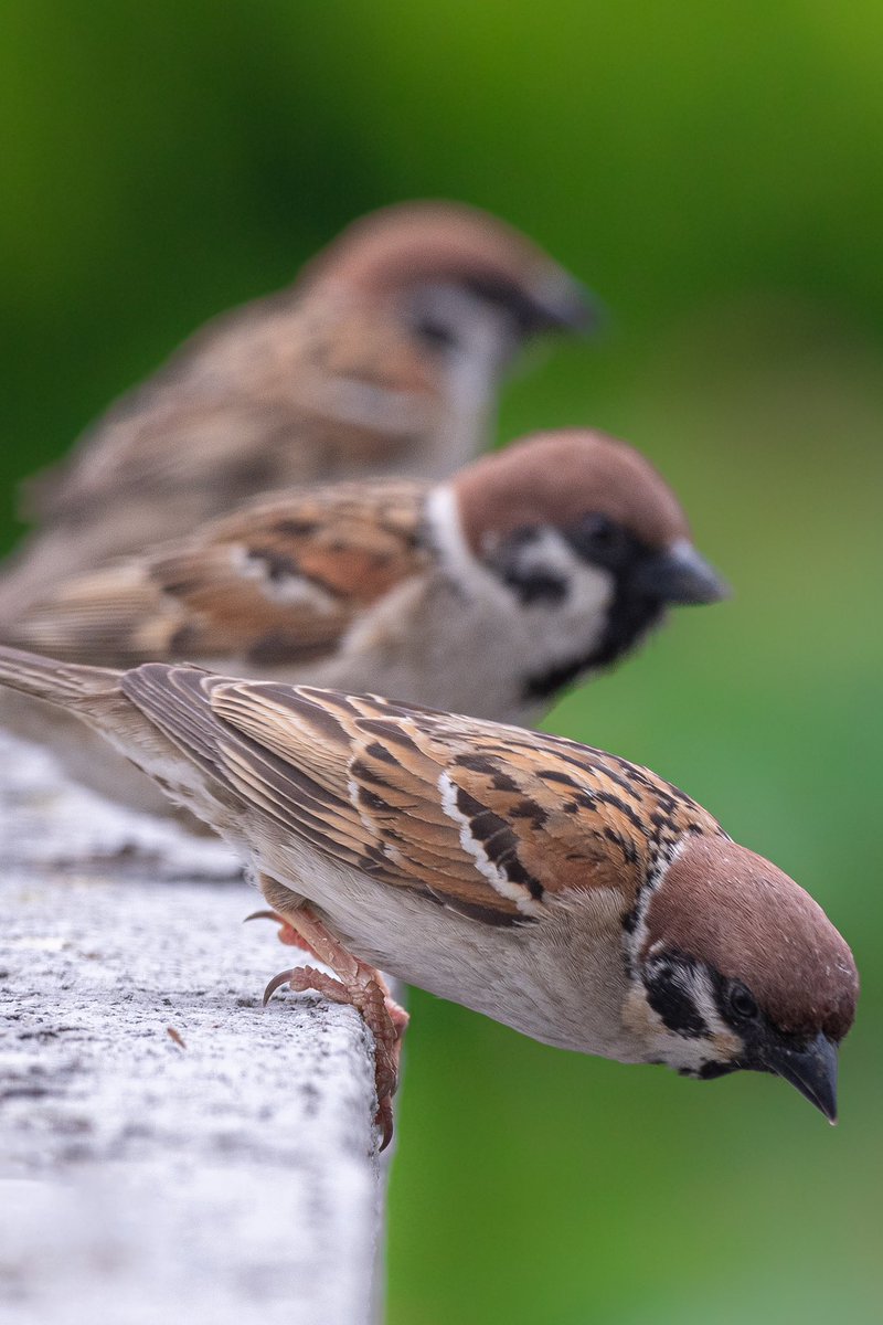 綺麗な並び！！！
飛び出す瞬間ですね！！！
#スズメ #すずめ #スズメ観測 #ちゅん活 #sparrow #鳥 #野鳥 #野鳥撮影 #野鳥写真  #PENTAX