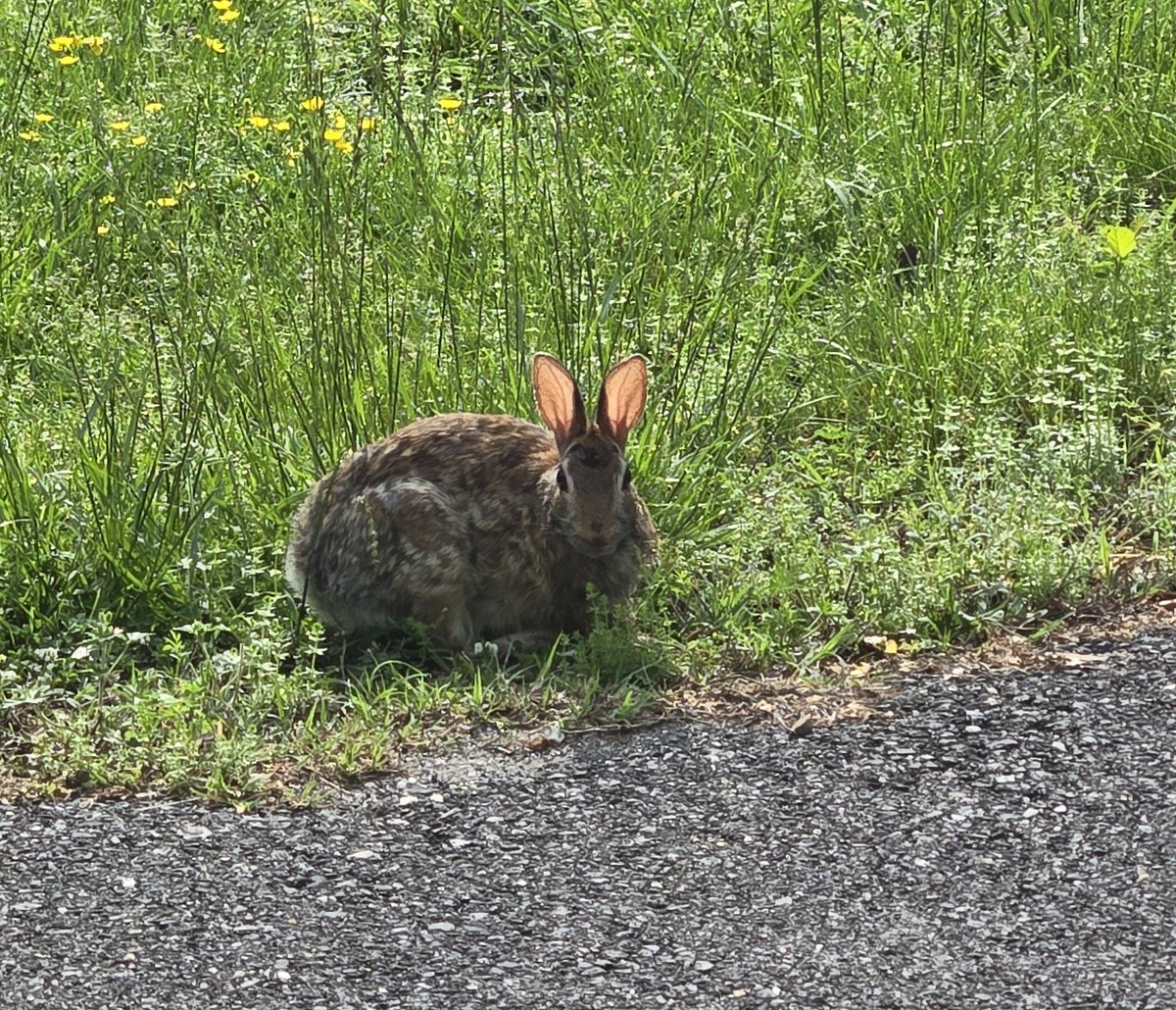 Bunny neighbor came by for breakfast. #HappyWednesday
