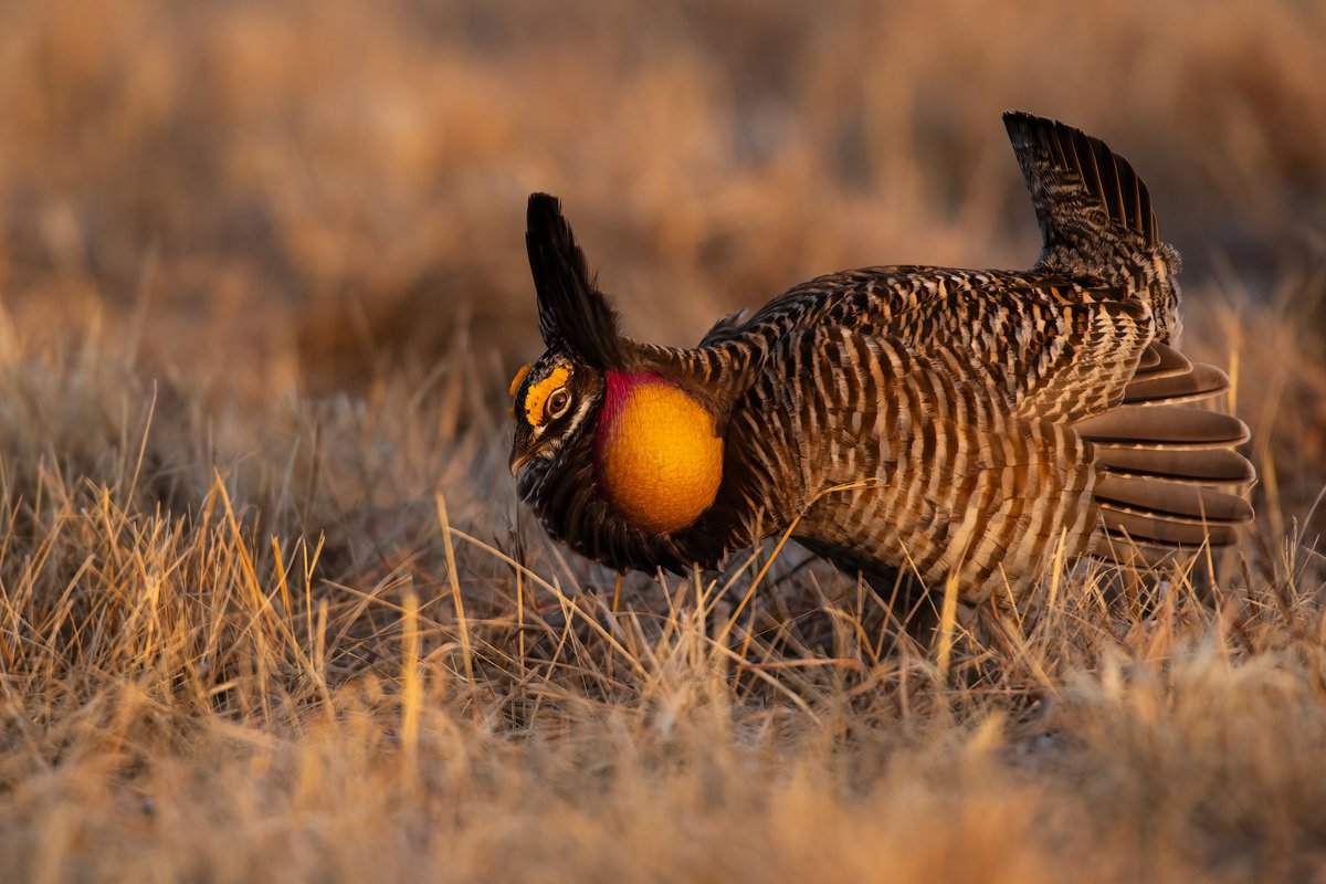 Greater prairie chickens are known for their elaborate mating displays. Males raise ear-like feathers above the head and inflate orange sacs on the sides of the throat while stutter-stepping around and making deep hooting sounds. 📷 Grayson Smith/USFWS