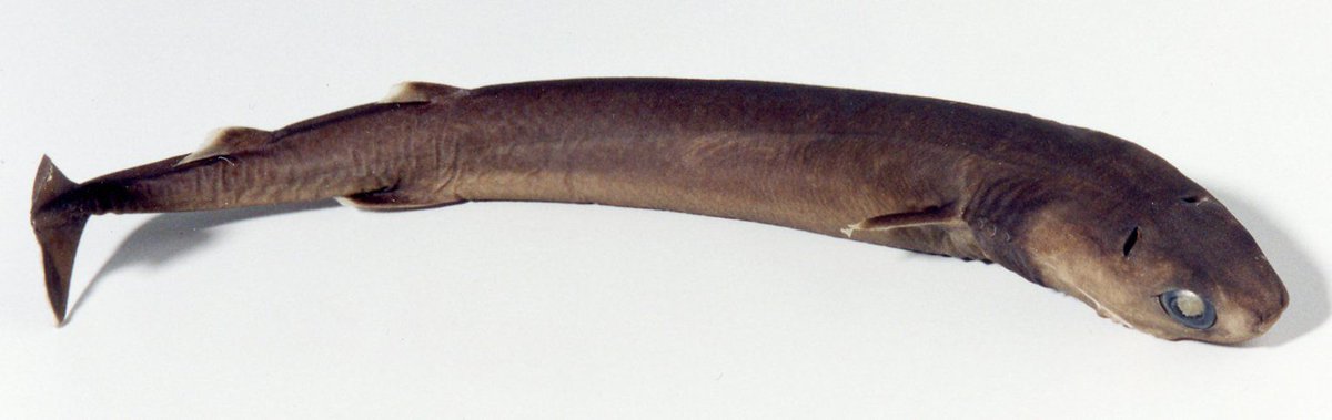 ¡Feliz día de #nombraesetiburon! 

a. tiburón cigarro de dientes grandes (Isistius plutodus)
b. tiburón piloto trasero (Euprotomicroides zantedeschia)
c. tiburón cigarro (I. brasiliensis) 

¡Elige entre estos y dime tu suposición! Foto: Australian Museum #comunicaciencia