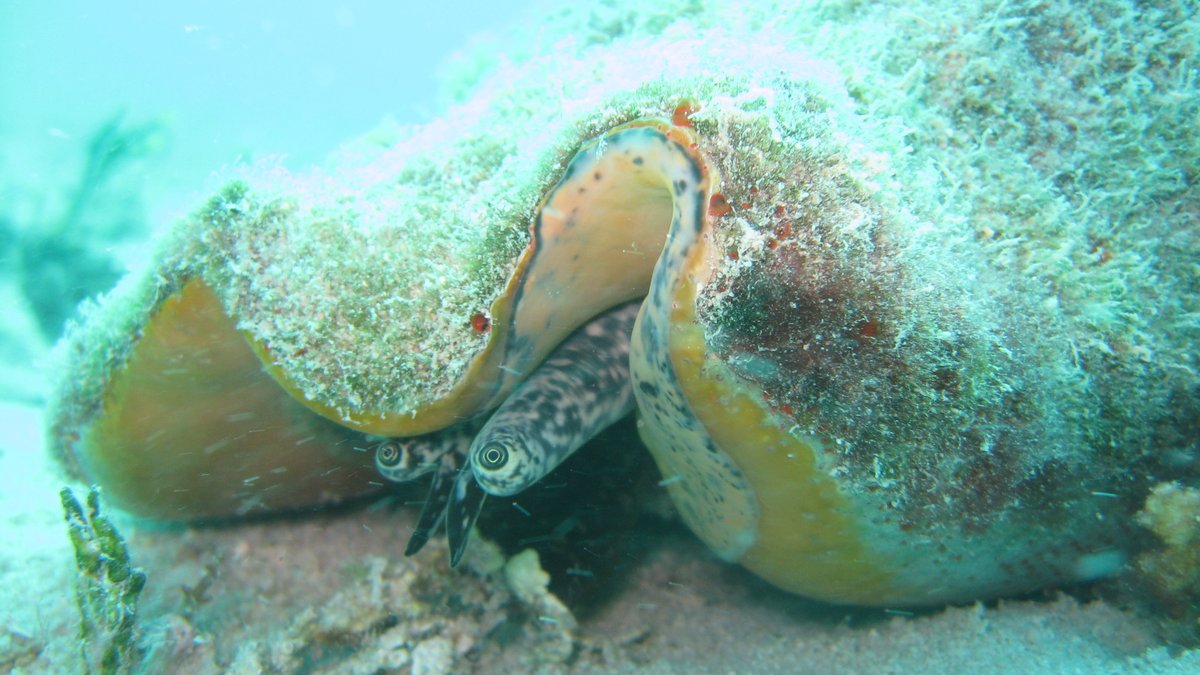 Despite their cultural importance in the Caribbean, the region's queen #conchs population has been in decline since the 1950s Safina Center Fellow Marlowe Starling writes about the #conchs and the people who live off them on the @Safina Center's blog: safinacenter.org/blog/climate-c…