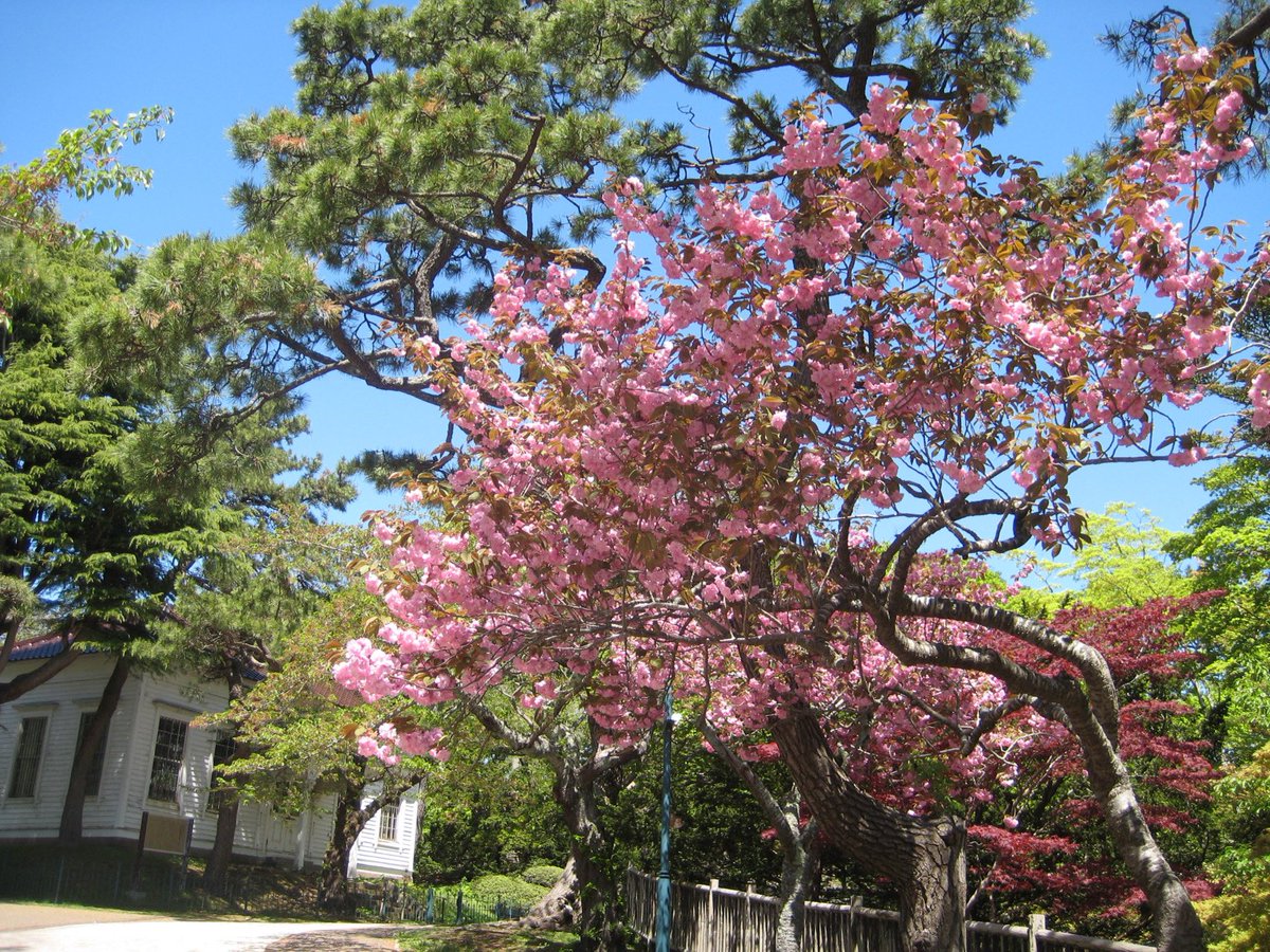 【函館の八重桜】
八重桜と新緑の景色が綺麗だった🌸
#函館
#八重桜