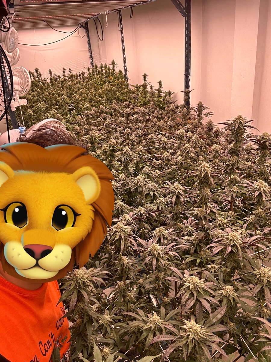 ฝากเพื่อนๆติกตามผลงานด้วยน้าครับ  ดอกมีเลื่อยๆ หอม สด ราคาพ่อค้า ส่ง ปลีก แบ่ง ทัก
#กัญชา #กัญชาog #กัญชากรุงเทพ #กัญชานอก #ดอกกัญชา #กัญชาลาดกระบัง #กัญชารามคําแหง #กัญชาพัทยา #กัญชาราคาส่ง #กัญชามีนบุรี #กัญชาสมุทรปราการ #og  #บ้องแก้ว #กัญชาชลบุรี #กัญชาดอนเมือง #กัญชานนทบุรี