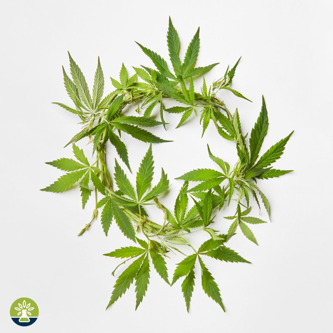 MoCannTesting's tweet photo. Residual Solvents are described as volatile compounds that are used in the manufacturing of drug substances. At MoCann Testing Labs, we have optimized and validated a Headspace Gas Chromatography method suitable for analyzing- https://t.co/OeYMbjIRjI