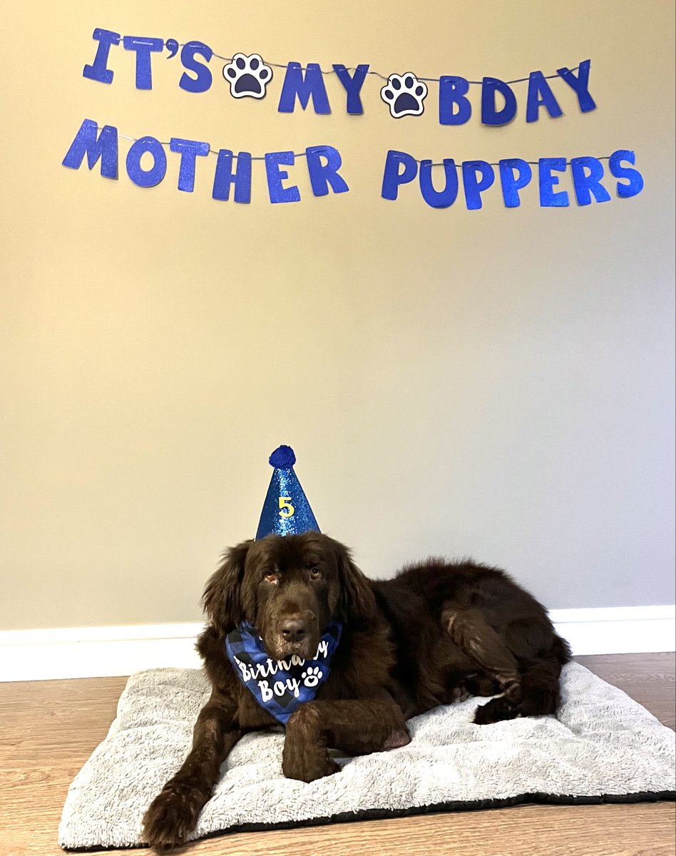 Happy Birthday Leyland! 
Raise a paw to Leyland and to his awesome foster parents for making his day special ☺️