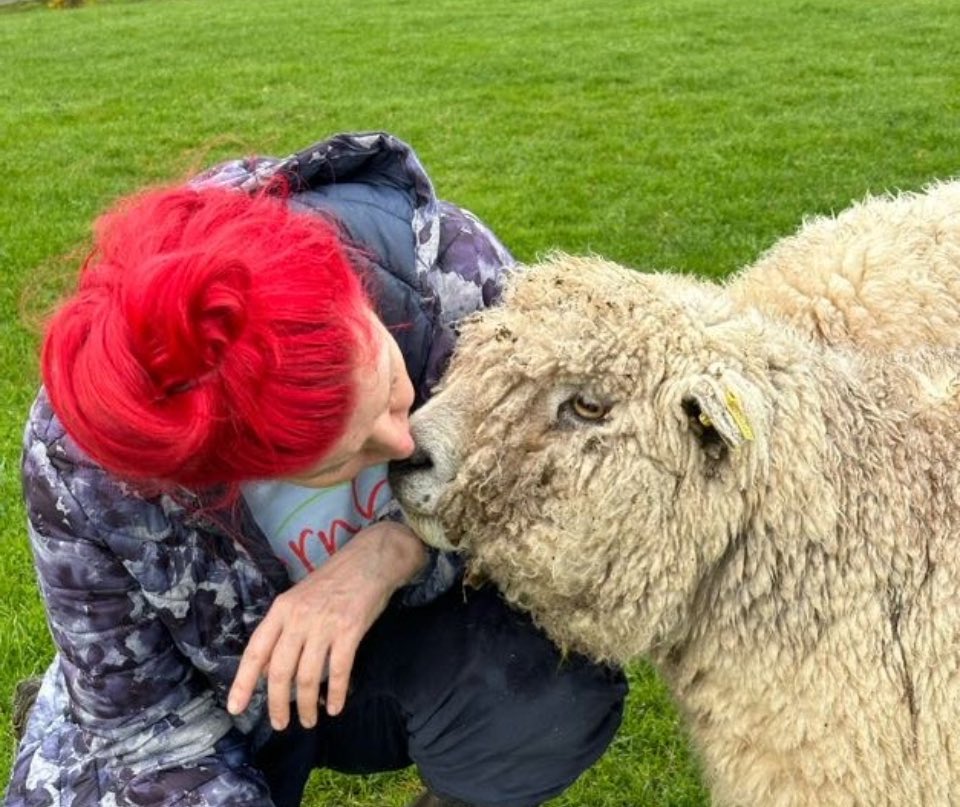 Kisses from my girl Toots 🥰

#arnbegfarmstayscotland #sheep