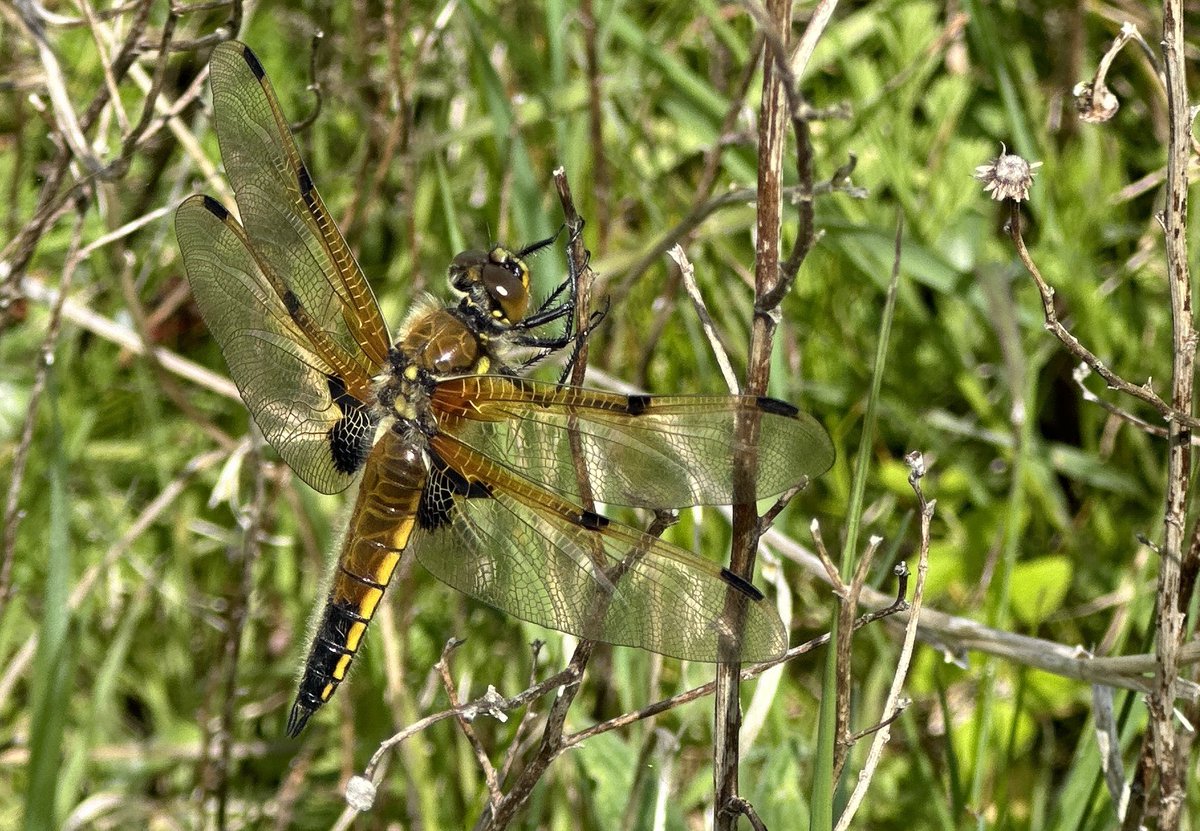 A pleasant walk around Abberton Res this morning. Lots of shimmering heat haze over the Res almost summer like. 3 Hobbies hawking for insects over the reserve are always great to see. The Garden Warbler by hide bay hide was singing and showing well. Also my FFY 4 Spotted Chaser.