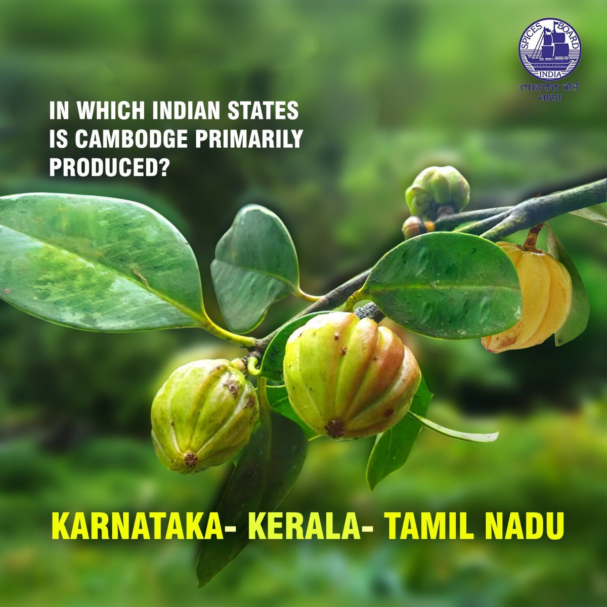 Did you know where Cambodge, a key ingredient in many Indian cuisines, is primarily produced in India? @doc_goi #spicesboard #Cambodge #incrediblespicesofindia