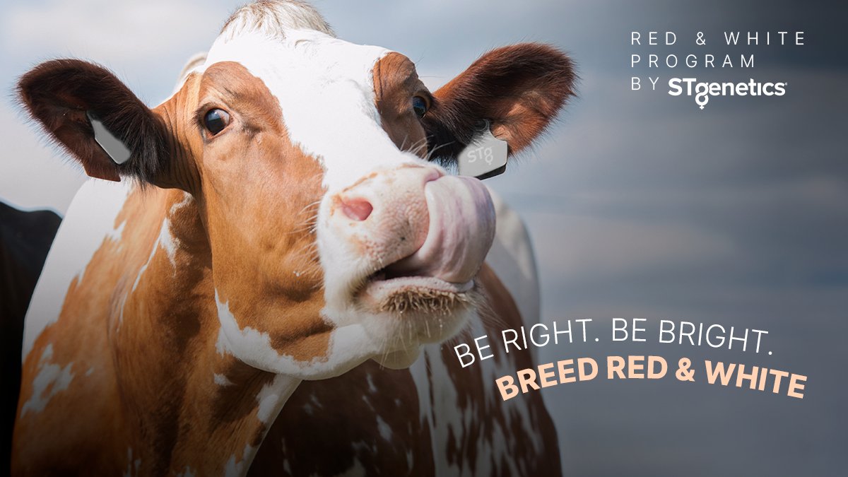 When it comes to Red & White genetics, you can count on #STgenetics! With a full lineup of balanced, deep pedigreed and impressive #Type Red & White and RC* sires, there is always a strong choice available for your next breeding decision! All available in #Ultraplus™.