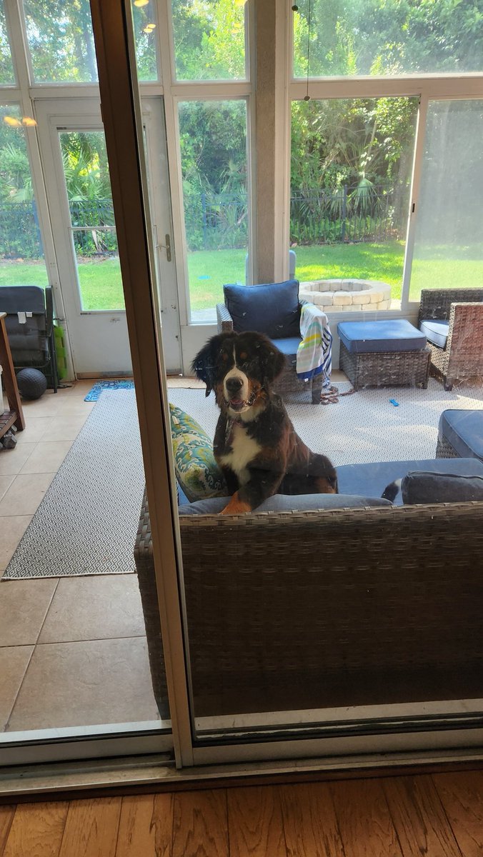 Tibs is now 4.5 months old and 55lbs! 🥰 This puppy is growing at lightning speed. ⚡️ Her bestie at doggie daycare is a 160lb Great Dane. Does she know she's going to be big? I thinks so! #TibsUpdate #puppylife #bernesemountaindog #bernersofinstagram #dogsrule