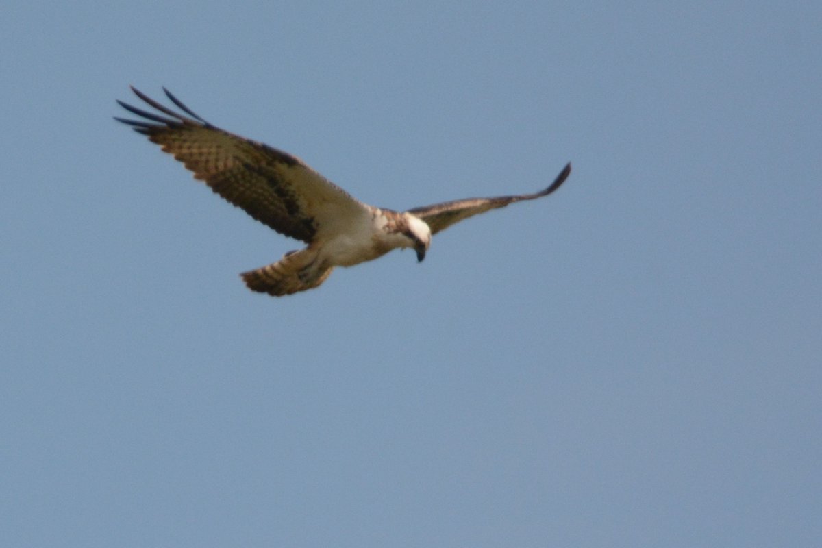 Osprey over the scrape at 2pm @Clydebirding