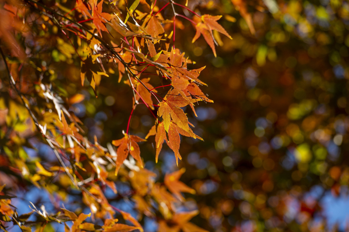 Tom Worthley, a forester and extension professor at UConn, explains why a perfect storm this year of cyclical growth and weather has gardeners across the state pulling maple seedlings out of the ground as fast as they can. brnw.ch/21wJA46 @uconnextension