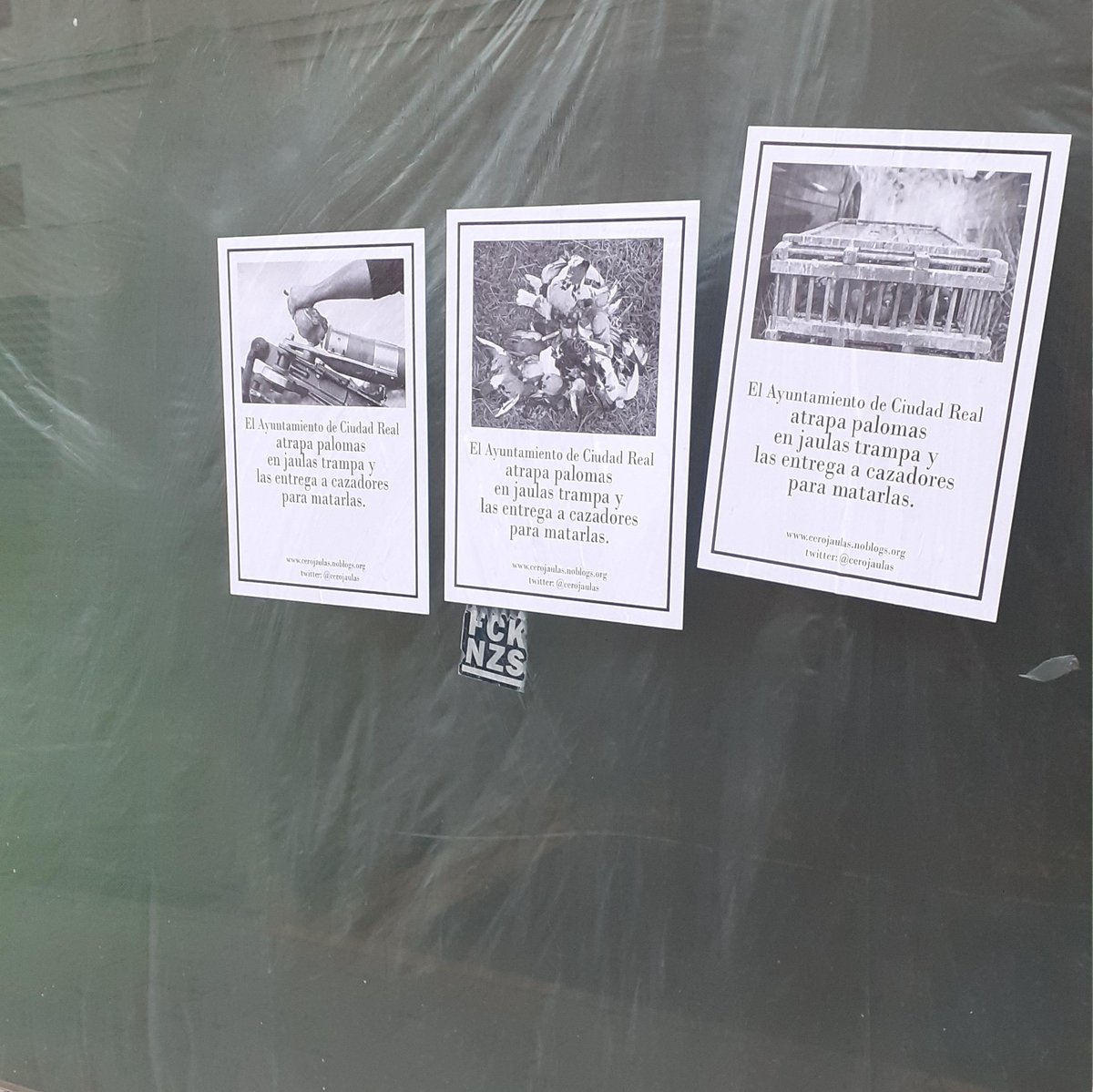 Este tipo de acciones son cruciales. Llevar el mensaje a las calles donde sucede la matanza.
En #CiudadReal en apoyo a la campaña, han pegado decenas de carteles. Muchos alredor de la concejalía responsable y en zonas donde viven palomas.
Gracias 💚