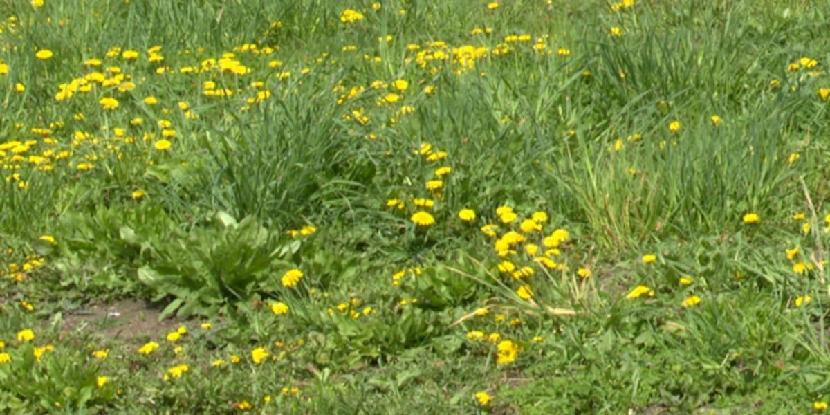 You've probably heard the chatter about No Mow May – but is it really beneficial? CCE Jefferson County's Sue Gwise dives in to explore the drawbacks. 🐝 🌱 bit.ly/3WwELKc