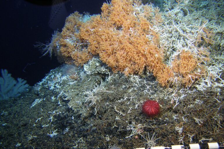 #BottomTrawling continues to devastate the biodiverse #EmperorSeamountChain in the northern Pacific, despite conservation efforts. The recent NPFC meeting failed to halt trawling, highlighting the need for protection. Learn more 👇 buff.ly/4bfFdk9 Via @MongabayOrg