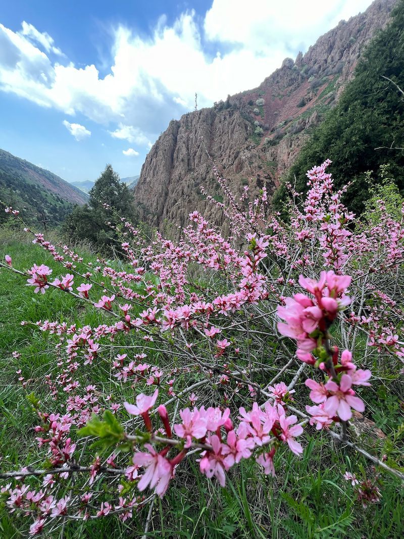 Good news from Central Asia! 🎉 #Uzbekistan is now a full voting member of GBIF 🇺🇿 gbif.org/news/1SGNniMar…