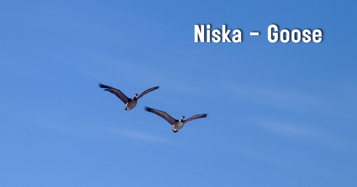 CREE WORD OF THE WEEK: Niska (Niss-kuh) – Goose
I find myself reminiscing about the days when my kids were little and learning basic survival skills. Today on World Migratory Bird Day, I’m reminded of the importance of sharing these lessons. #wmbd2024 #cree #ontheland