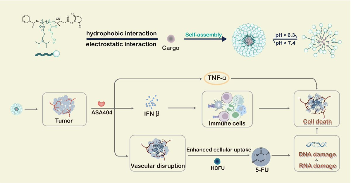 Integrated anti-vascular and immune-chemotherapy for colorectal carcinoma using a pH-responsive polymeric delivery system.
| Hongmin Chen @xmuchina |
[50 days' free access]
#pHresponsive #SelfAssembly #CombinationIndex
authors.elsevier.com/a/1i~R0cI2-5wh3