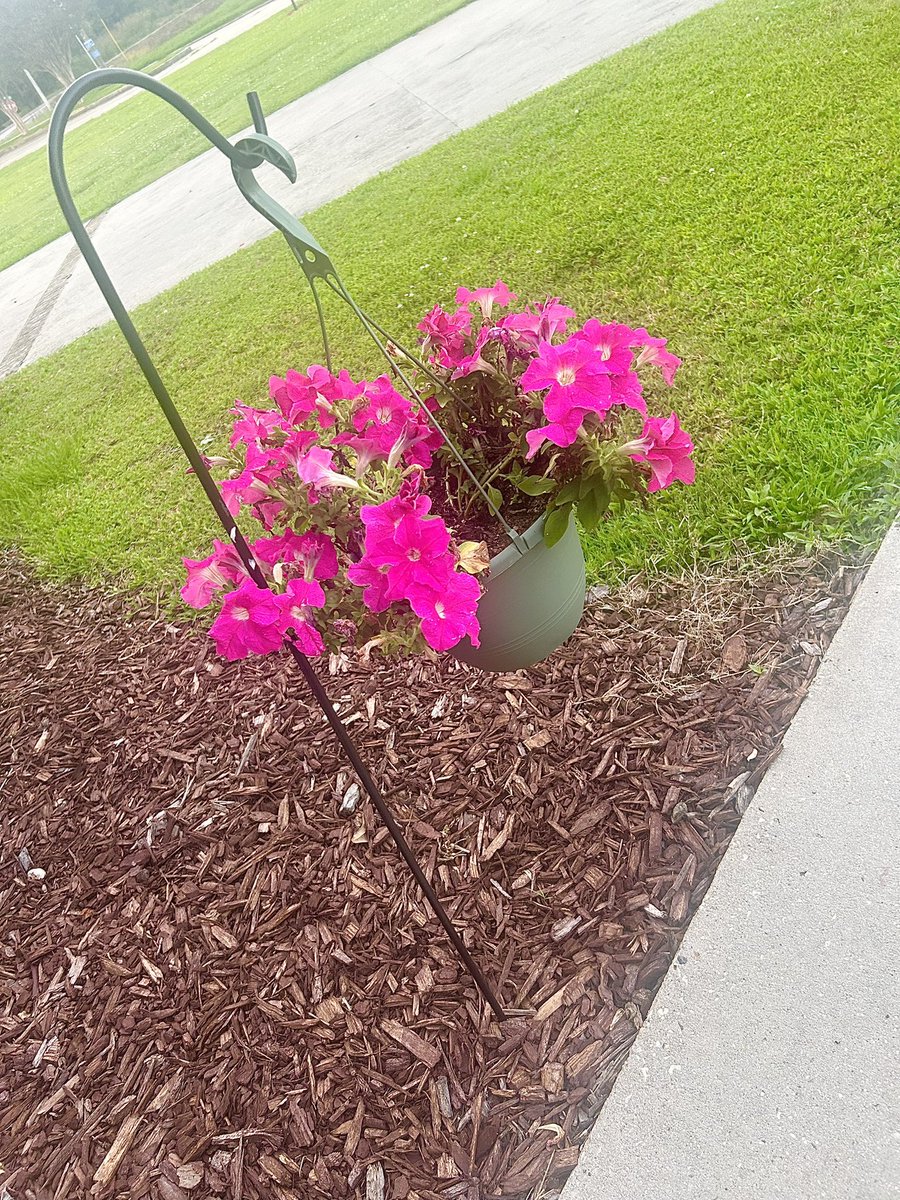 HUMP DAY MESSAGE: This was my Maw Maw’s favorite type of flowers! She would say “just pick the dead ones off, water it, and give it sunlight and it will always make flowers”…..Little did she know she gave me a recipe for blossoms in life also🎉 #HaveAGREAThumpday☀️🌺