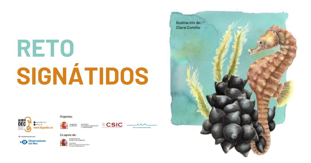 💡HOXE, ás 19h, descubre o novo #RetoSignátidos de @Hippo_DEC e @obsdelmar. Unha iniciativa dirixida a quen ama o mar para contribuir, como cidadá(n), á ciencia que facemos día a día. 👇 @CSICGalicia