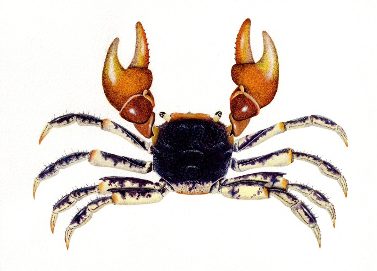 This is one of my watercolour illustrations of the #neosarmatiummeinerti an Indian Ocean crab illustrated from drawings I made from the @NHM_London archives #naturalhistory #illustrator
