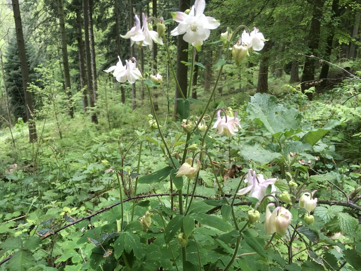 Wald-Akelei am Unteren Jagdhausweg in #Heidelberg-Handschuhsheim. Wanderungen im #Odenwald sind einfach schön. WKAs haben dort nichts verloren!
#Windkraft