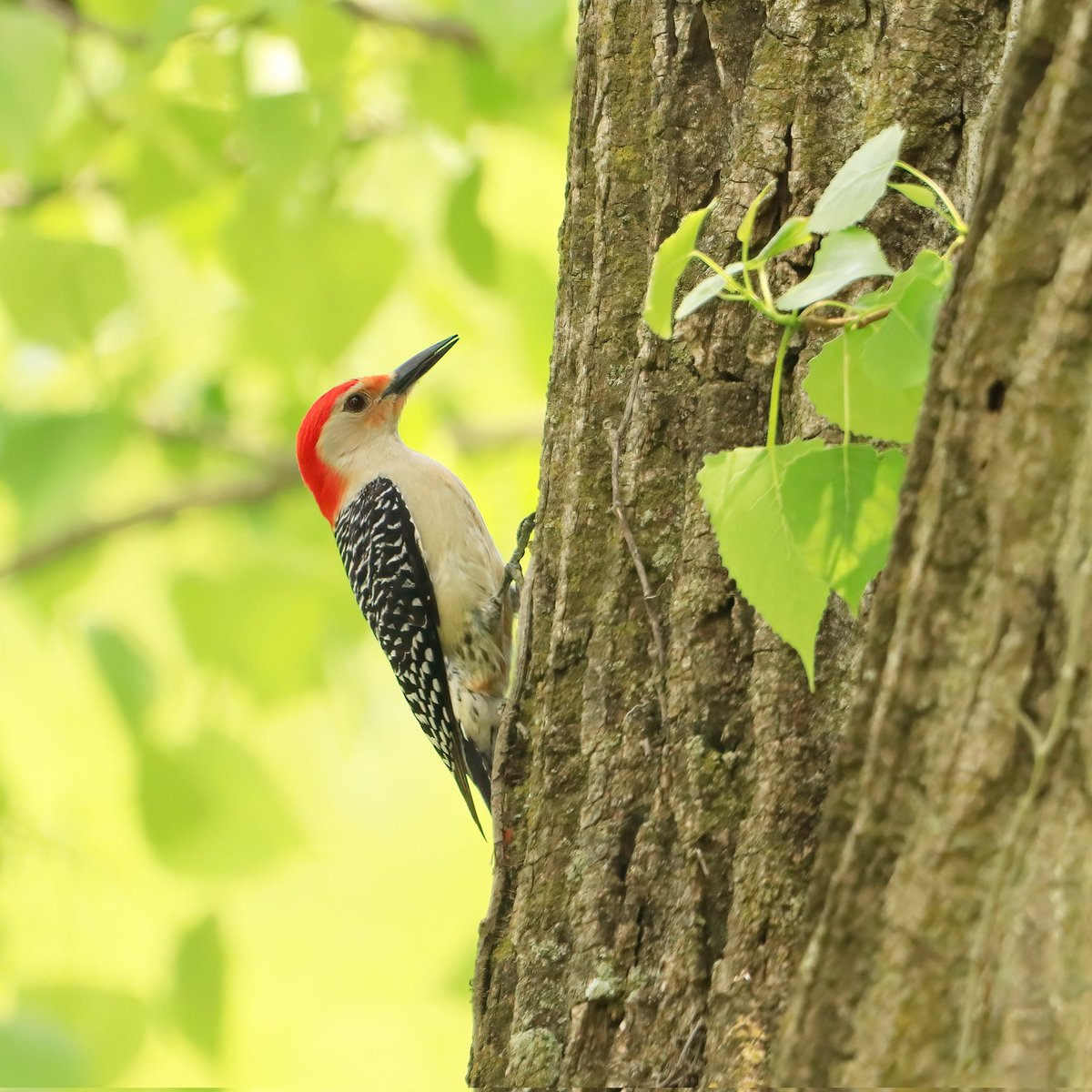 This male red-bellied woodpecker was on the move!
#maleredbelliedwoodpecker #redbelliedwoodpecker #redbelliedwoodpeckers #woodpeckers #birdlife #woodpecker #birding #maleredbelliedwoodpeckers #ohiobirdworld #beavercreekohio #birdcommunity #ohiobirding #beavercreekbirding