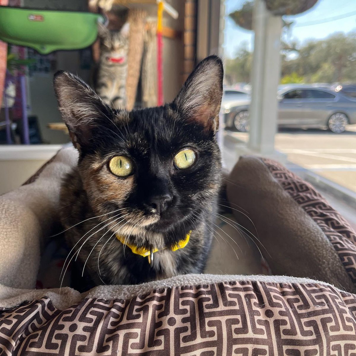 Yellowfoot is a sweet, 2-year-old, kitty who was rescued from a bad situation where she was abused.. 😖 she is a tortoiseshell with one yellow foot. She has been adopted and returned 2x through NO FAULT of her own. She is such a sweet girl ready to be adopted for good! 🙏🏻 🥺 👉🏻👈🏻