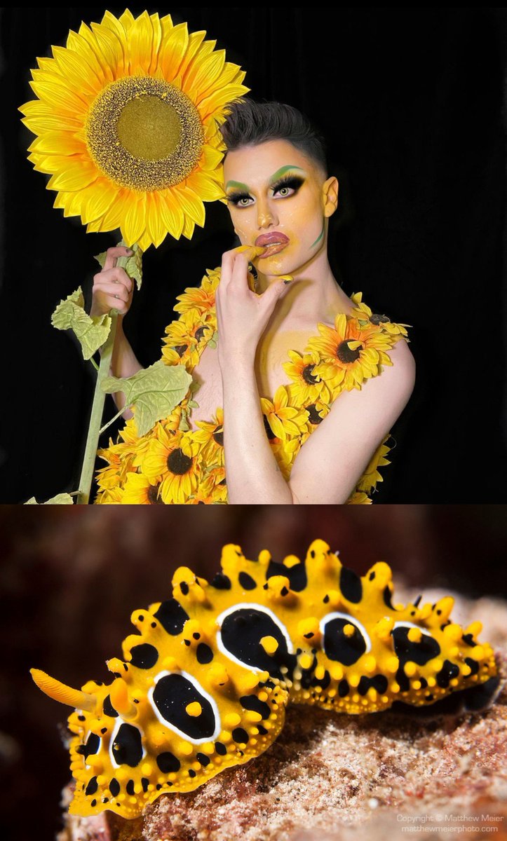 Today's #dragqueen #lovefest 👑 (# 287) This FAB #Queen is @spjxrk & she's giving me BEAUTIFUL Yellow & Black Phyllidia Ocellata Nudibranch vibes #dragrace #DragMashup #DragIsNotACrime #dragisnotgrooming #SayGay #TransIsBeautiful #DragIsBeingAttacked #twospiritpride 🏳️‍🌈🏳️‍⚧️