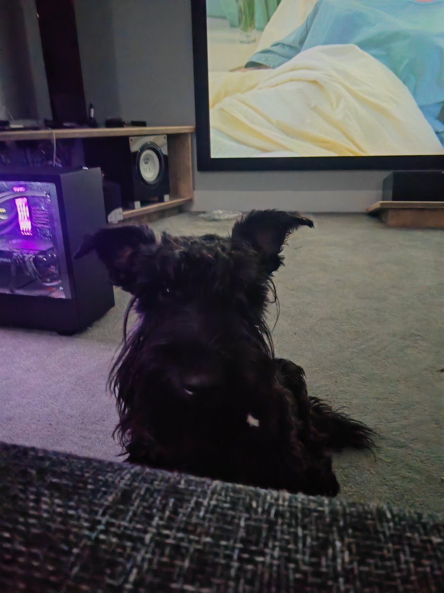 🆘7 MAY 2024 #Lost BRUCE #ScanMe Black /Brindle Patches Scottish Terrier Male Wearing a Scottish Tartan Red collar with a bow tie Stoke Lane #GreatBrickhill #MiltonKeynes #Buckinghamshire #Bucks #MK17 doglost.co.uk/dog-blog.php?d…