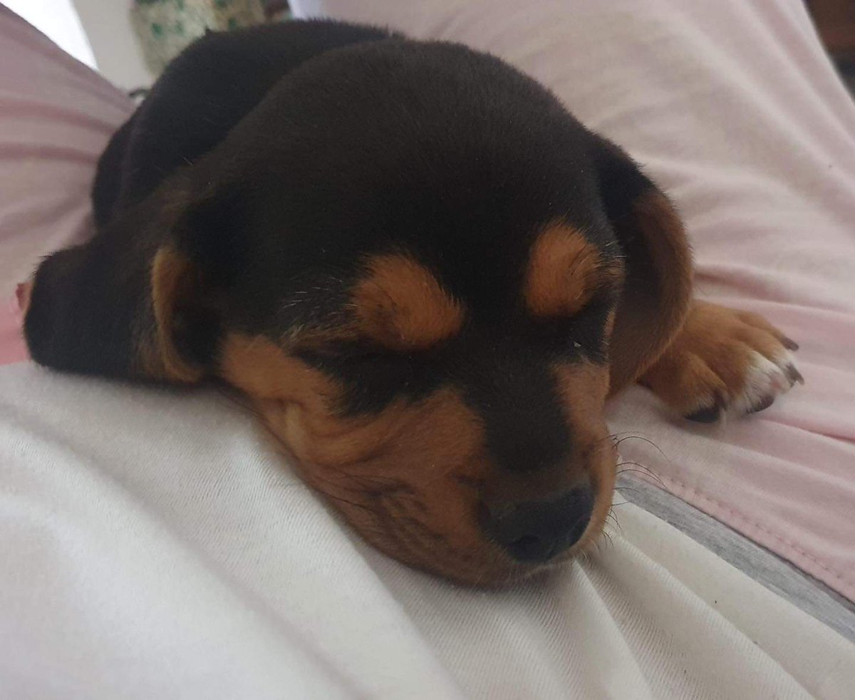 ¡Conoce a Poncho, el adorable mestizo de Beagle de solo un mes y medio! Poncho está buscando su hogar para siempre. Este pequeño cachorro está lleno de energía, amor y la promesa de compañerismo incondicional. P.S.: en adopción sólo en zona de Barcelona o Madrid
