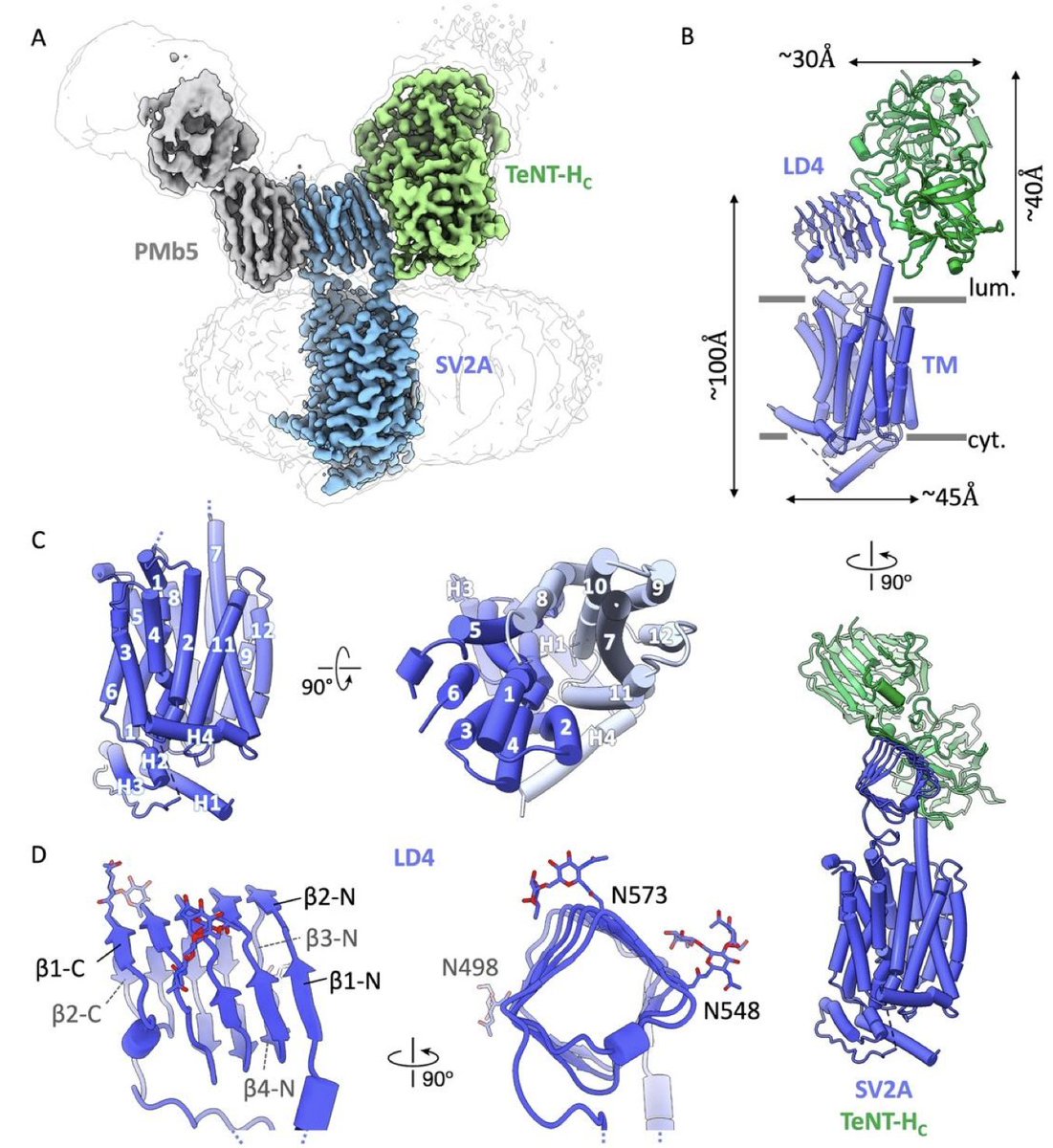Structures of native SV2A reveal the binding mode for tetanus neurotoxin and anti-epileptic racetams | bioRxiv

biorxiv.org/content/10.110…