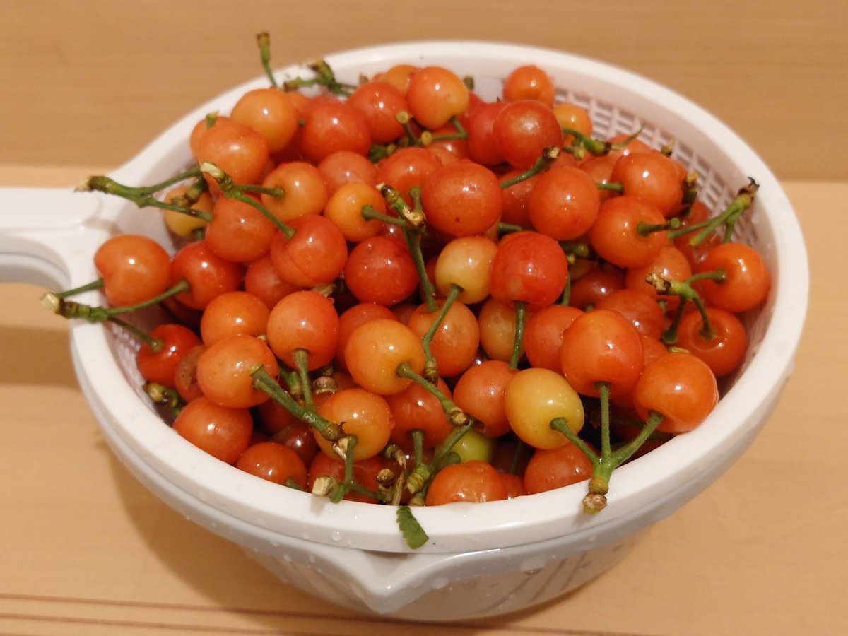 miyazakisun3's tweet image. 5/8 #東京 曇後雨 18℃/9℃

自家採りさくらんぼ(* 'ᵕ' ) 
洗って… #Ziploc パックして冷凍

#Xperia #スイーツ #宮崎県  #宮崎