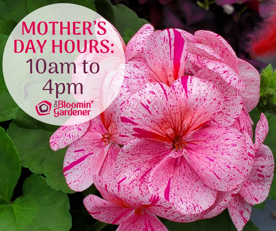 We're open on Mother's Day! Hope to see you! 🌸

#thebloomingardener #openmothersday #open7days #spoilyourmom #localgreenhouse #planters #hangingbaskets #patiopots #gardendecor #YQG #yqgbusiness