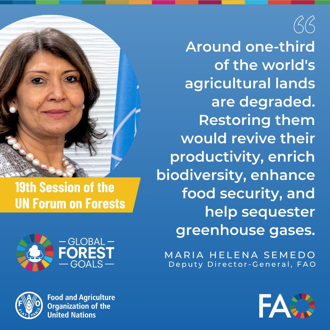 ~1/3 of agricultural lands are degraded. Restoring them would revive productivity, enrich biodiversity, enhance food security & help sequester greenhouse gases, @FAO’s @MariaLenaSemedo tells #UNFF19 side event on #EcosystemRestoration 

#GenerationRestoration

@UNEP @FAONewYork
