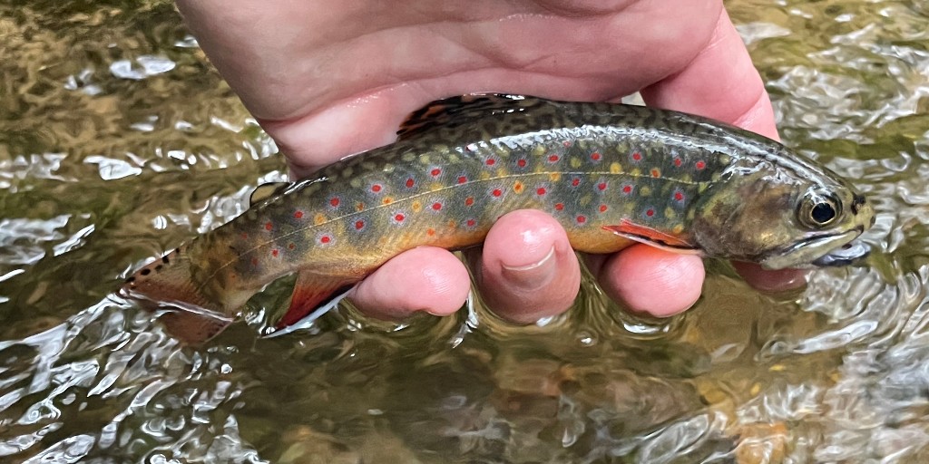 'A Tenkara rod and a half dozen flies are easy to stash in a backpack on long hikes. This beautiful native Brook Trout was caught on a caddis imitation in a small stream on the North Country Trail in Allegheny National Forest.' - Tim Bennett #BrookTrout #Pennsylvania #FishPA