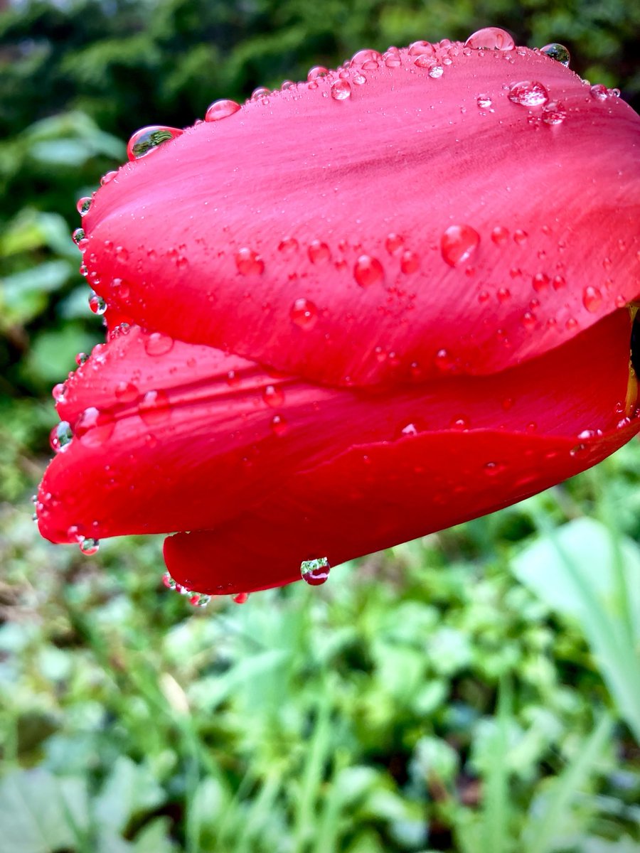 #NaturePhotography
#Naturephotography
#photography #Photography 
#nature #naturelovers
#Wednesday #rain #raindrop
#May #outside #seasons 
#naturesbeauty #tulip #flowergarden 
#flower