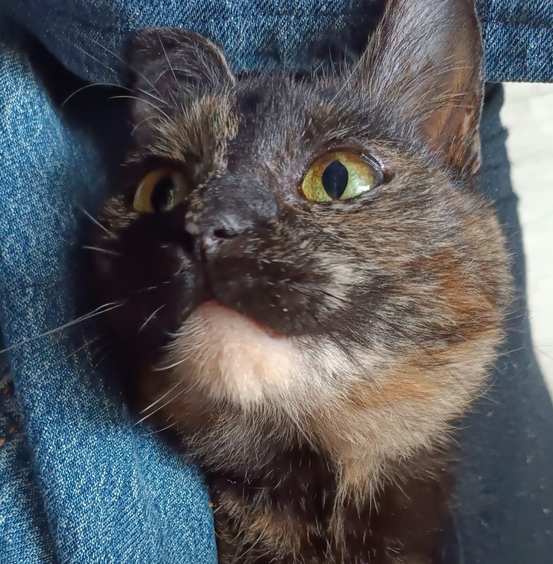 arxtrhy's tweet photo. THANK YOU FOR 10 FOLLOWERS🔥🔥 heres a picture of my cat as a reward https://t.co/fbJPm5QLhU