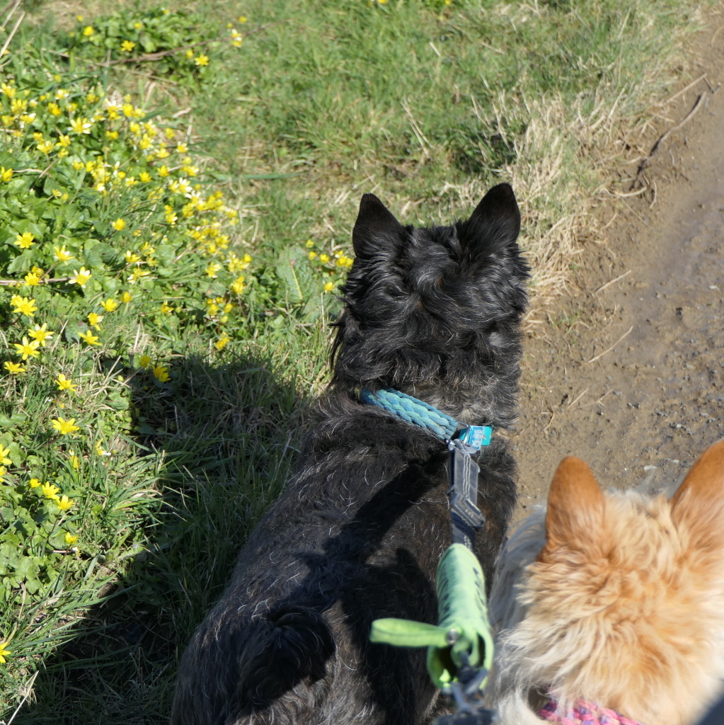 The sun is here, the wind is down.  These two need hair cuts!

#scotties #scottishterriers #scottydog #terrier #lovedogs #dogsofinstagram #lovescotties #doglife #wheatie #wheaten #brindle #lovemydog #lovemydogs #inspiration #lovick #northernlace #dailydog